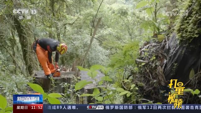 藏南柏木巨树群落综合科考:据年轮类推法鉴定,巨树年龄超1400岁