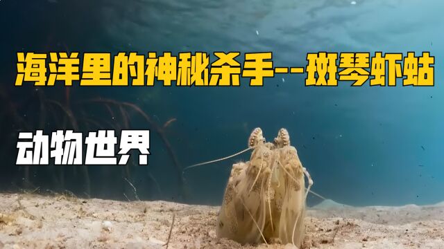 神秘杀手斑琴虾蛄“见色忘义”? 阔别二十年妻子另寻他欢|纪录片