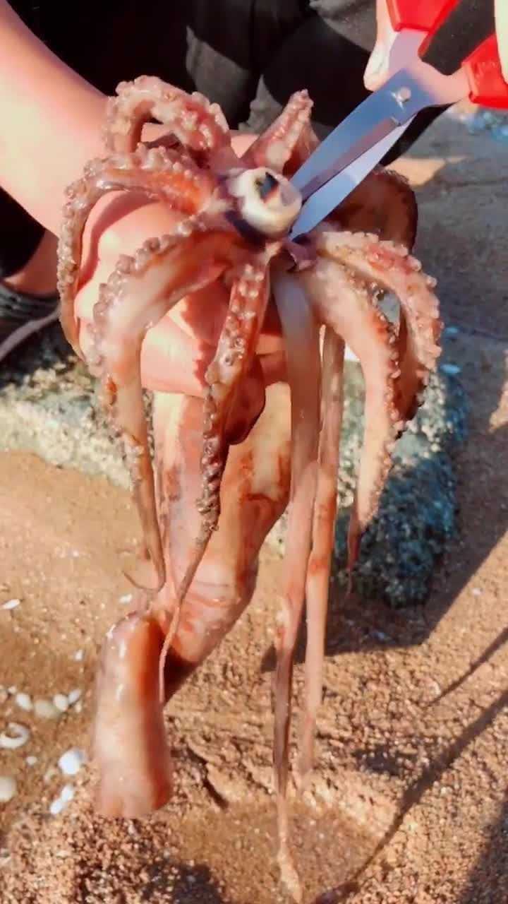 鱿鱼爪子不少呀