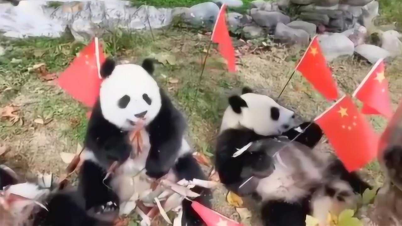 熊猫宝宝国庆聚餐为祖国庆生 手拿国旗吃竹子十分呆萌