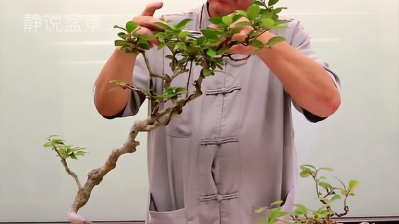 紫珠盆景落果后如何修剪林庆祥老师现场指导演示操作