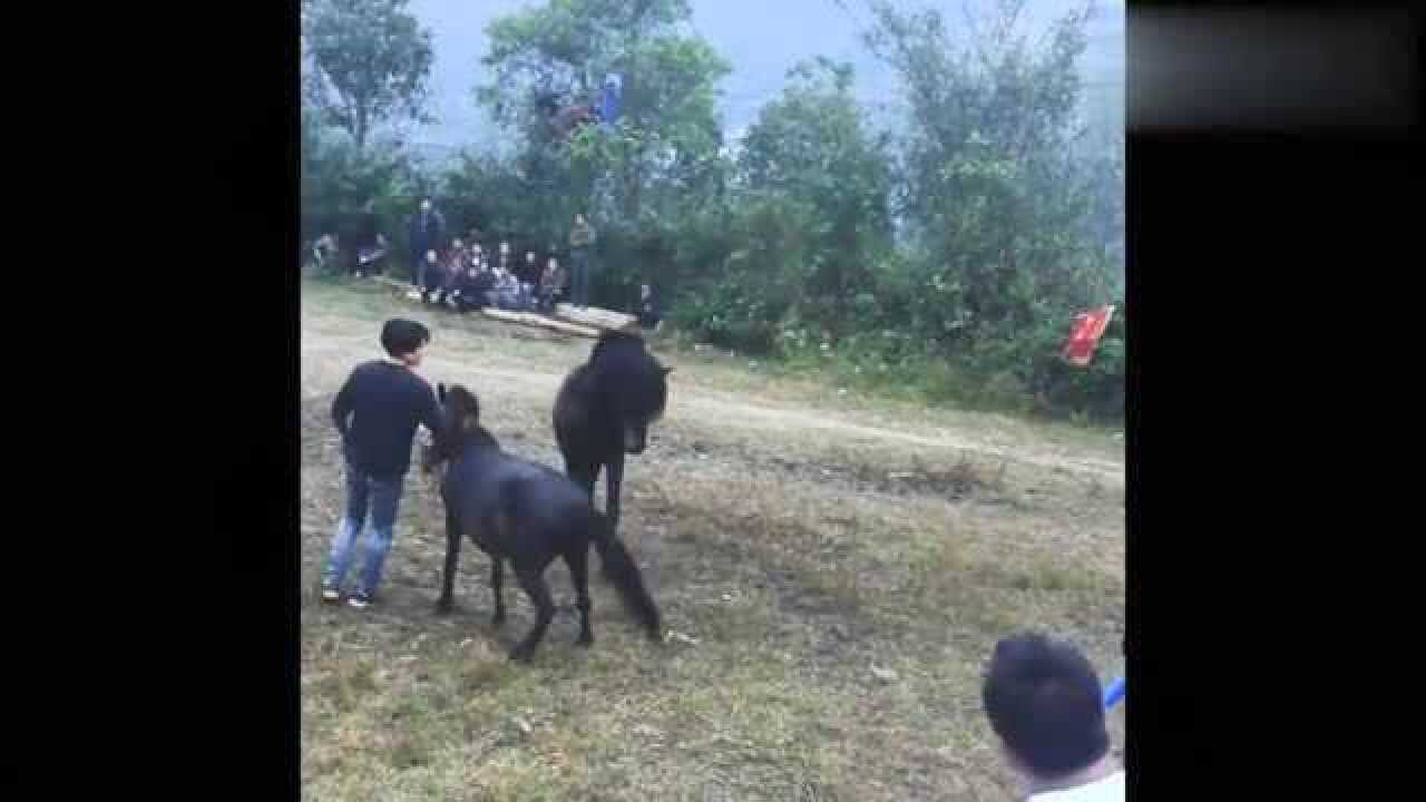 零距离拍摄斗马!为了小母马的交配权!这两匹马展开激烈的厮杀腾讯视频