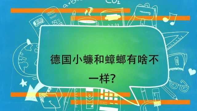 德国小蠊和蟑螂有啥不一样?