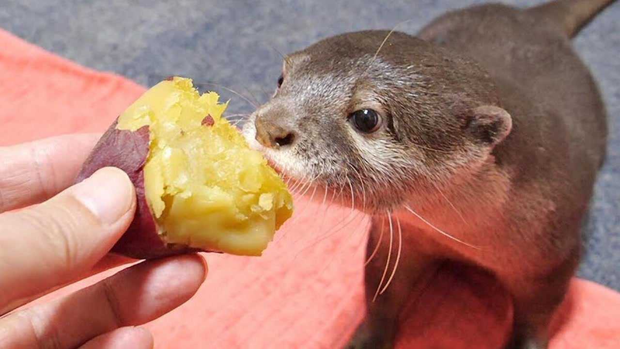 可爱小动物:萌萌小动物吃红薯