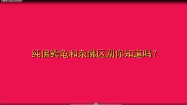 纯佛鳄龟和杂佛区别你知道吗?