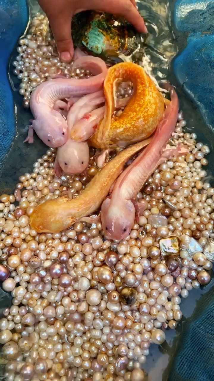 河蚌里面好多珍珠啊
