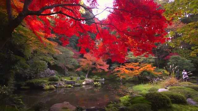 日本花山鸟语的美,热情的人们,还有那流水潺潺的声音