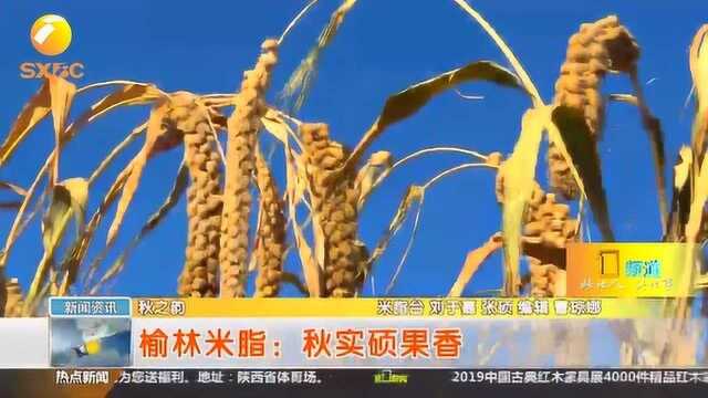 榆林米脂:红枣、谷子、苹果挂满枝头,“成熟”的色彩惹人爱