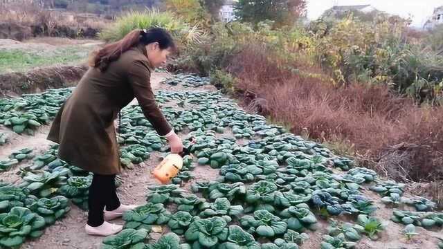 青菜有蚜虫和青虫,农村大嫂用最土办法治菜虫,效果好花钱少