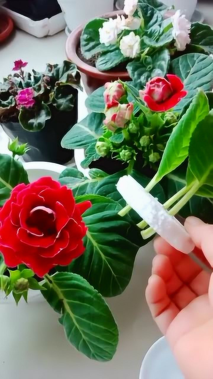 芙蓉花的叶片扦插教程看过来