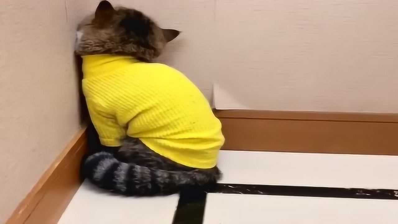 现在的猫咪真难伺候生气了就蹲墙根哄都不好哄