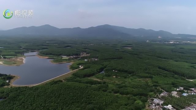 海南农垦龙江农场公司特色产业齐上阵 栽下“摇钱树”