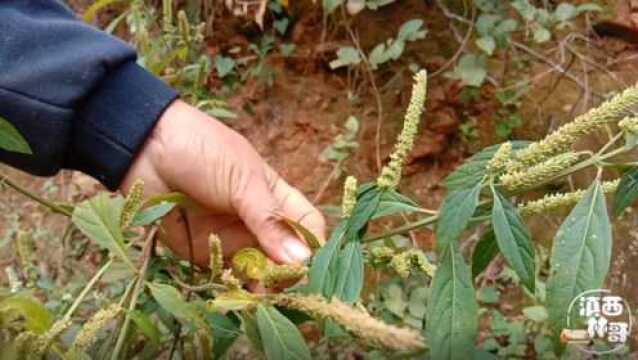 四方蒿,一种神奇的草本植物,浑身是宝,很多人不了解它的用途?