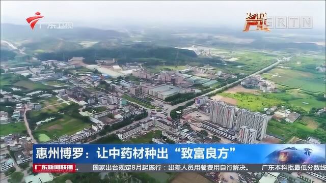 惠州博罗:让中药材种出“致富良方”