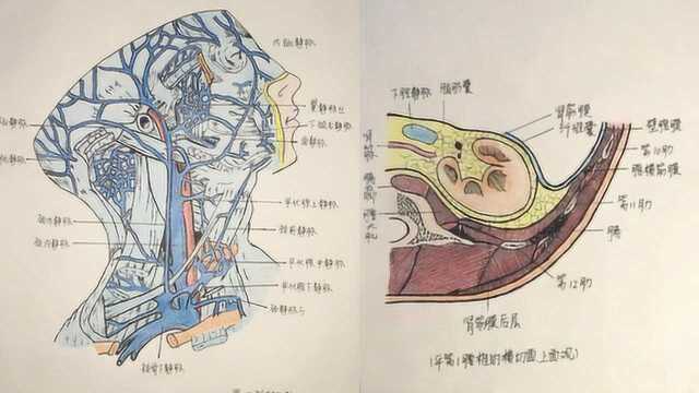 被医学耽误的画家!护理生开挂手绘人体解剖图,惊艳同学