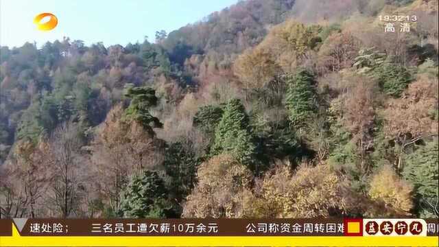 郎溪雾拢轻纱美如画 高山深涧色彩斑斓 山林沟壑妩媚万千