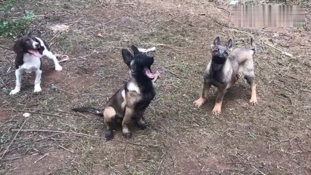 纯种血脉的昆明犬原来是这个样子,看完这后,我:长见识了!