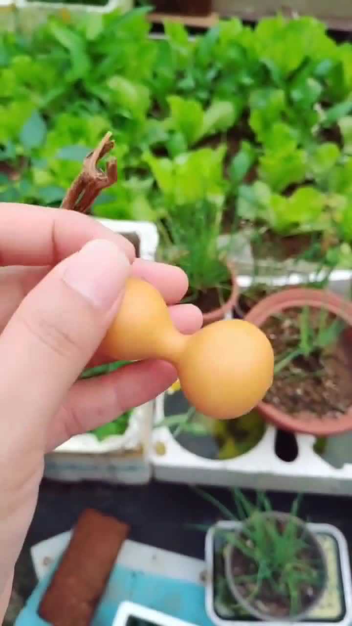 盘玩三年的葫芦,这样的外形,喜欢的人应该不少吧