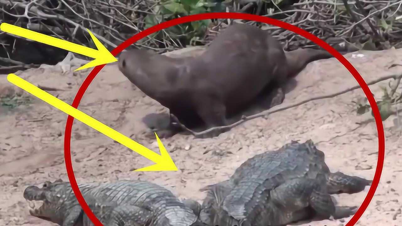 最嚣张的动物平头哥是它表弟鳄鱼是它的食物网友看完纷纷表示大佬