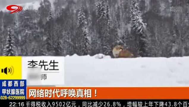 大兴安岭“火狐狸”爆红!却没想到成了一纸笑谈