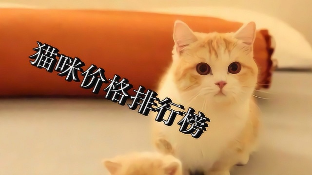 宠物猫的品种及其价格排行榜!你知道易烊千玺的猫排名第几吗?