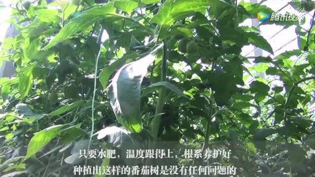 只种一棵就能结10000多个番茄!这样的番茄树!自己能种吗!