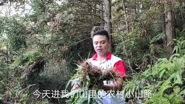 农村山路边长的这种草药,很多人不知道叫什么怎么用