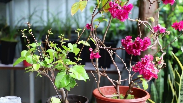 三角梅花量少,3招“塑花身”,让它花朵缀满枝头