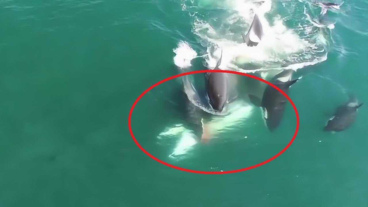 蓝鲸遭遇虎鲸毫无反抗能力就被捕食镜头记录全部过程