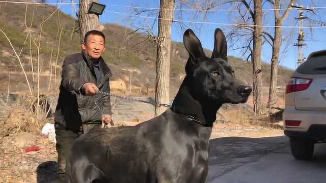 欣赏下这只纯种的黑狼犬,肩高82体重一百八,长得既帅气又霸气