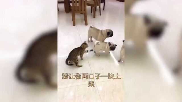 这才是猫王的真实写照!