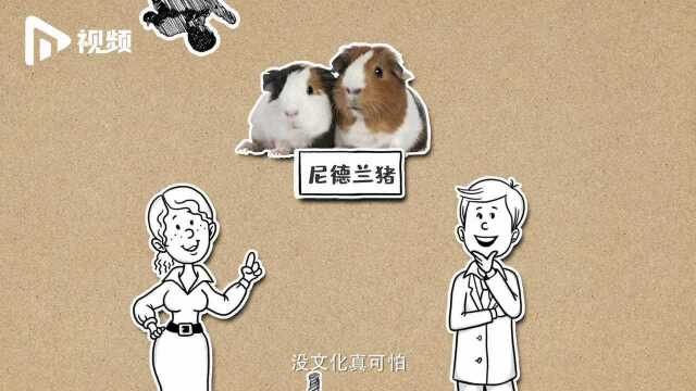 “荷兰改名”闹出乌龙,动画科普“荷兰”名字的历史变化