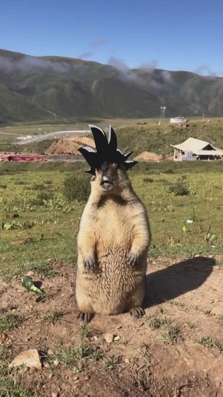 当土拨鼠遇到超级赛亚人变身.