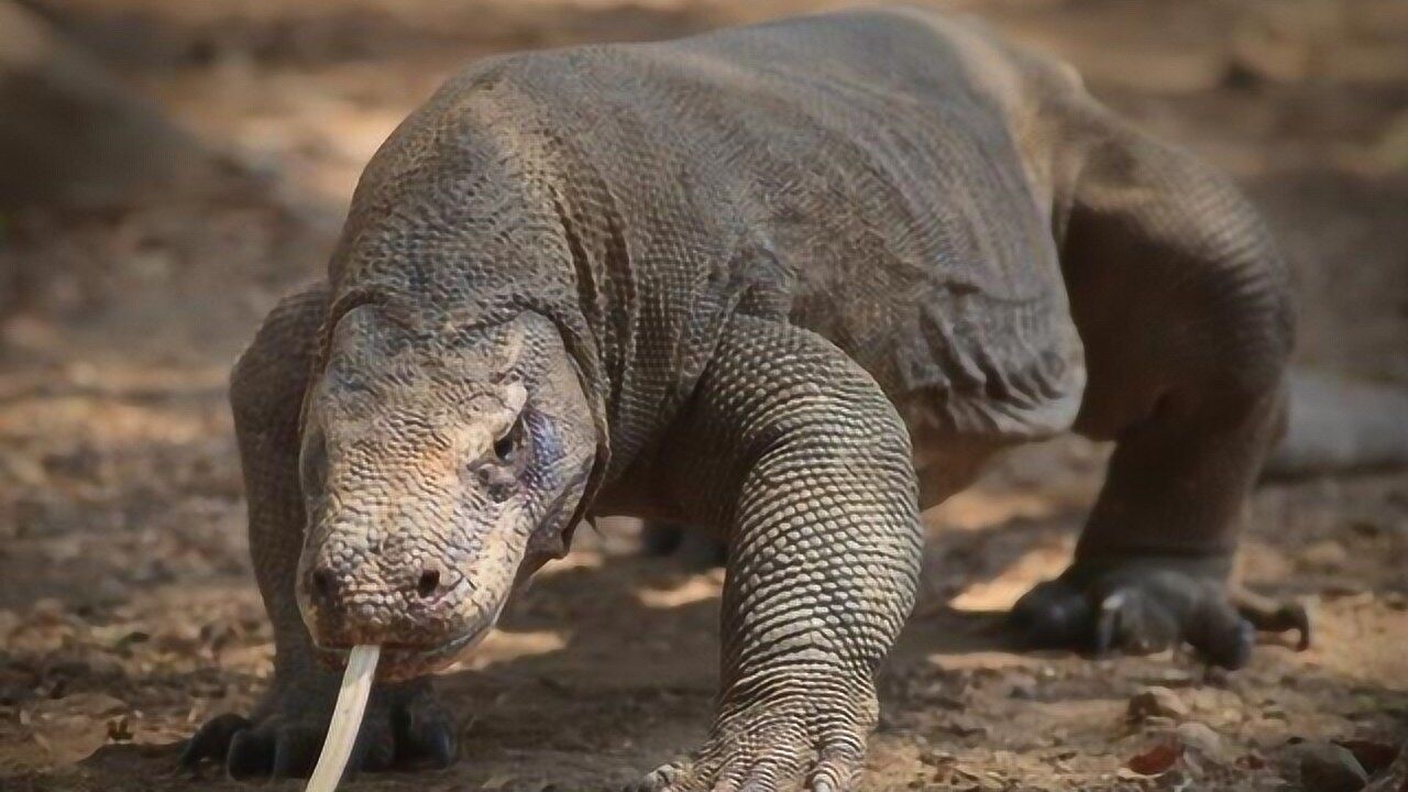 现存远古生物莫多巨蜥与尼罗鳄究竟谁才是爬行动物界的霸主