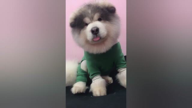 全网最萌的阿拉斯加犬“肉丸子”这种阿拉斯加犬永远长不大的