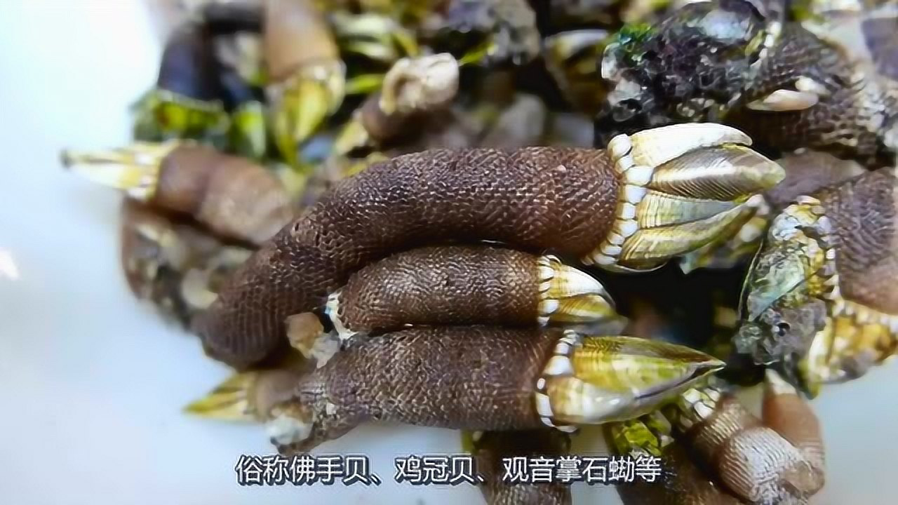 龟足竟然是海鲜而且还是无法培育的昂贵美食一顿顶半个月工资