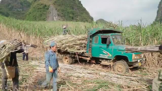 广西神车钦机海龙双缸68匹,拉5吨甘蔗上斜坡,太轻松了