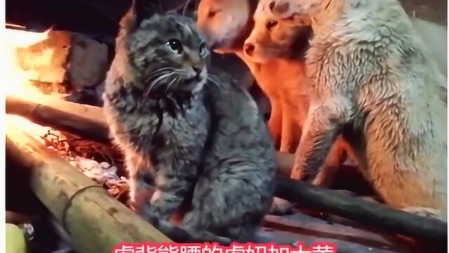 如此霸气的狸花猫,你喜欢吗?