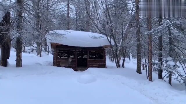 东北林区最可爱萌宠!冰河雪谷的小鹿和狍子,能看出来区别吗?