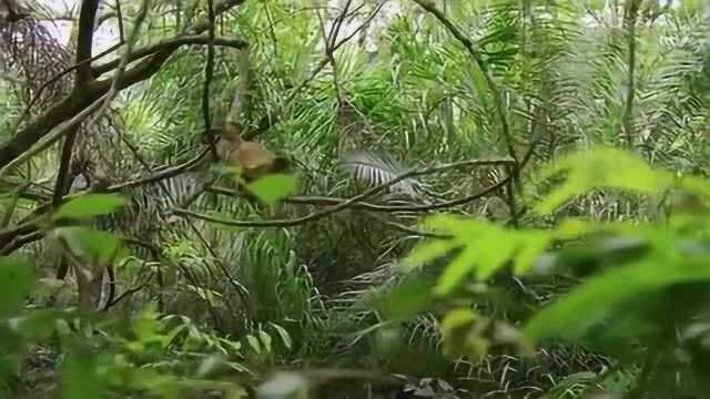 七个世界:水里的鲤鱼聚精会神的观察这群猴子,黑帽悬猴到哪它们游到哪