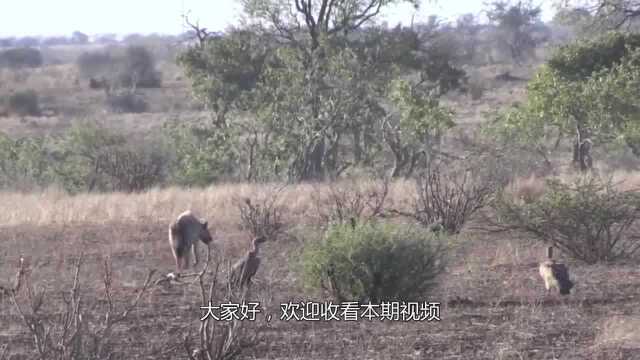 母马难产濒临死亡,公马上演渣男行为!镜头记录全过程