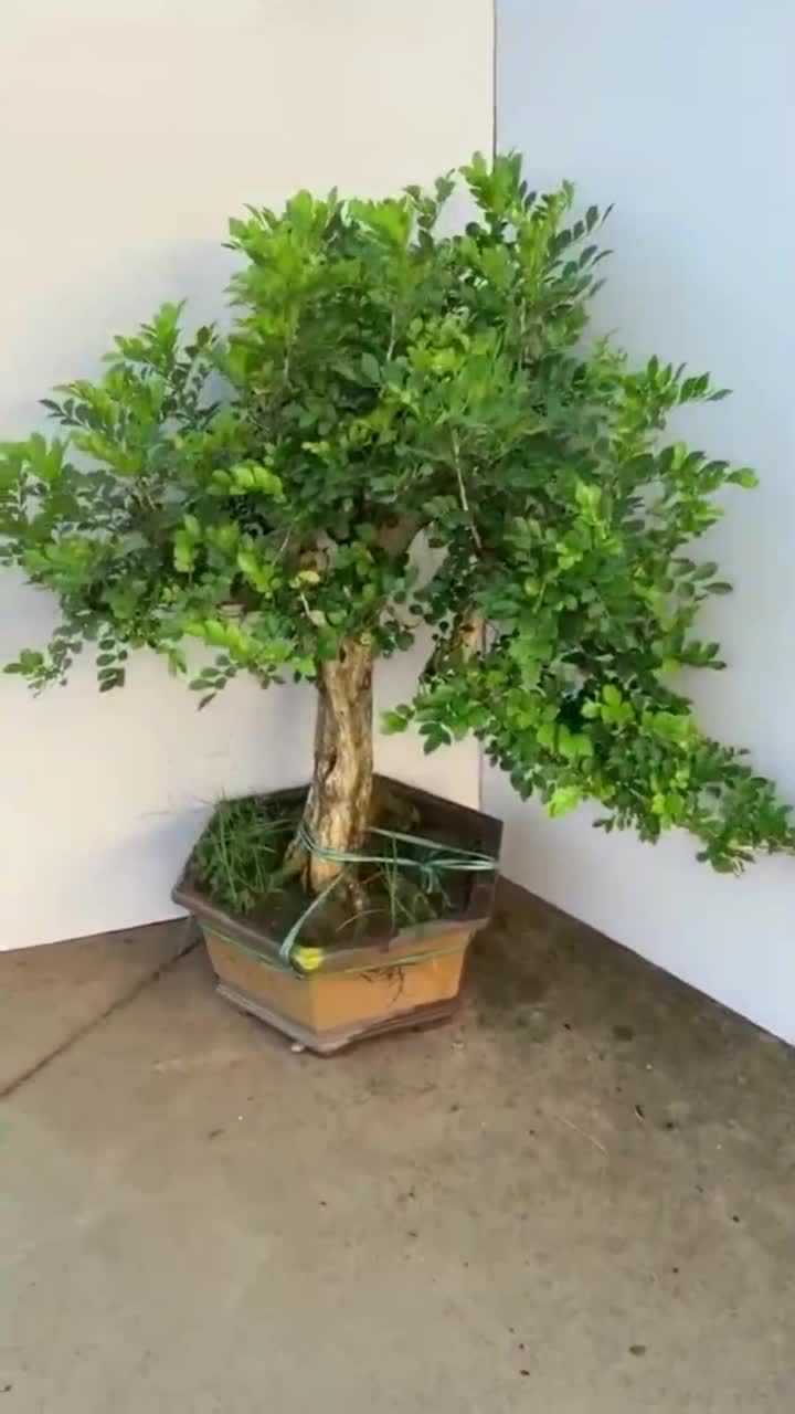 九里香盆景掌握技巧就这么简单造型非常霸气十足