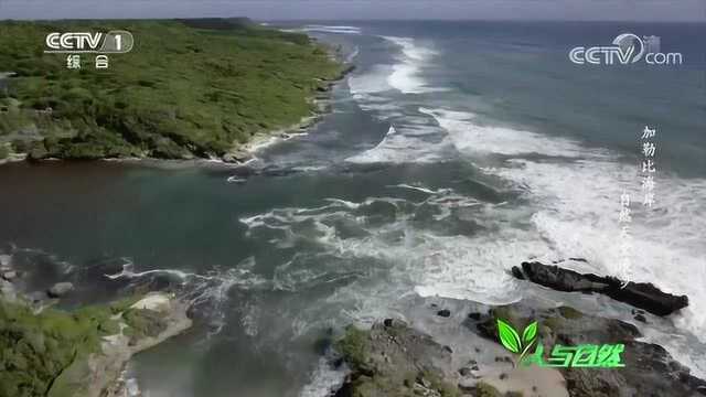 西印度群岛绵延三千多公里,是生物最多样性的海洋地区之一