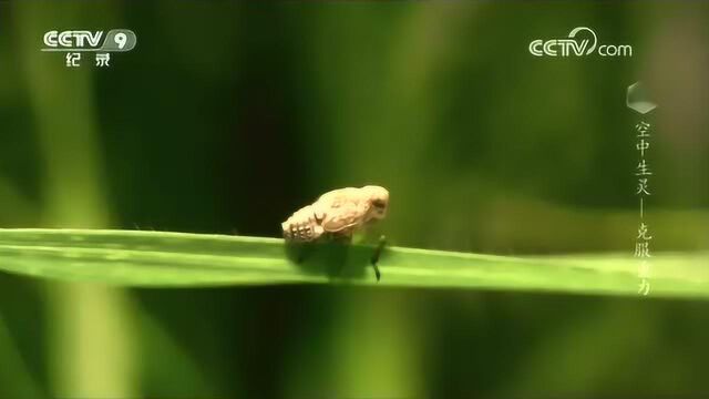 跳蚤据说是最优秀的弹跳高手,现在飞虱刷新了纪录