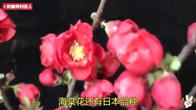 海棠花还有日本品种?看这花色和花型漂亮不?开花重瓣的品种!