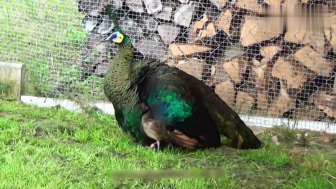 大孔雀这么漂亮小孔雀这么丑不说还以为是小鸡崽儿呢