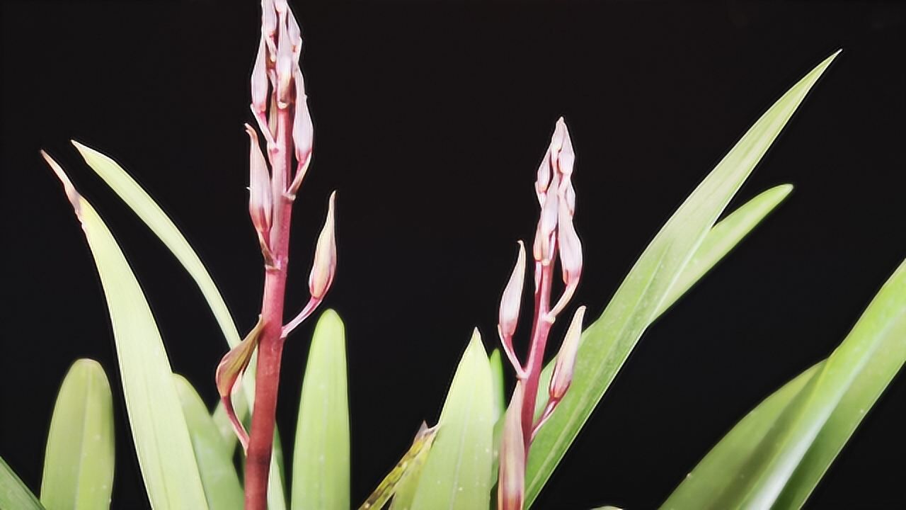 墨兰抽箭开花最好的选择就是它