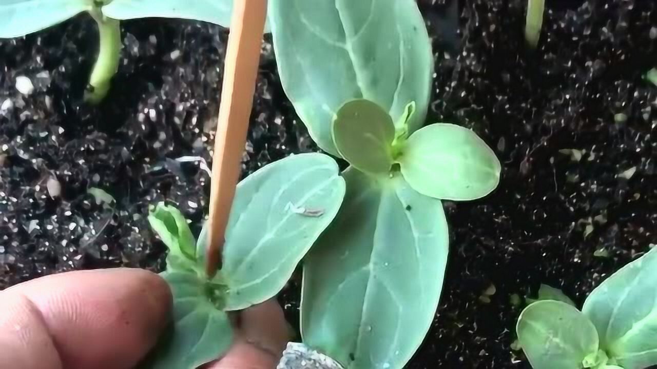 难怪现在西瓜个头很大又不甜,原来是跟冬瓜嫁接的,怪不得吃着有种冬瓜