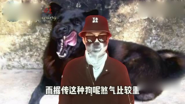 你绝对不认识的五大稀有犬种,其中中国福犬几乎要灭绝,稀少原因各不相同!