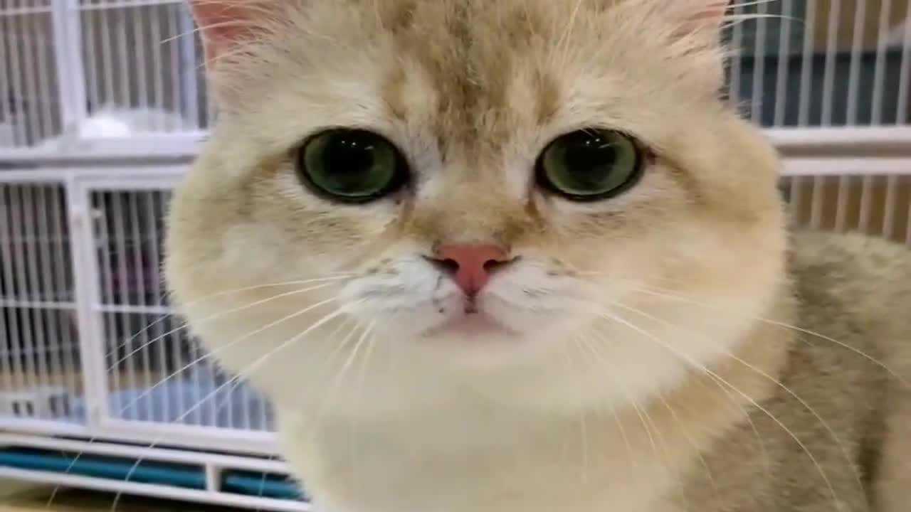 主人测试猫咪小金子智商猫咪的反应可爱了网友你想累死猫